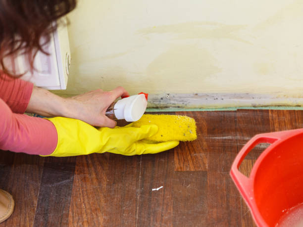 Asbestos and Lead Testing During Mold Inspection in Cullman, AL